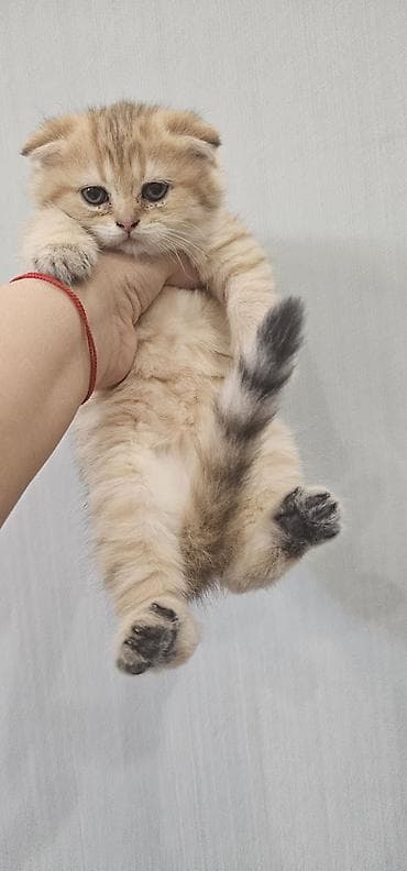 Britan, Erkək, Dişi, Yaxşı əllərə, Ünvandan götürmə, Ödənişli çatdırılma