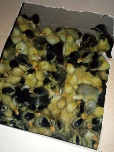 Cücələr: Dişi, | Kuban, Damazlıq, Ünvandan götürmə, Ödənişli çatdırılma, Rayonlara çatdırılma — 3