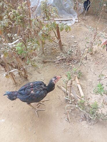 Heyvanlar üçün mallar: Xoruz, Heyratı, il: 1, Ödənişli çatdırılma — 13