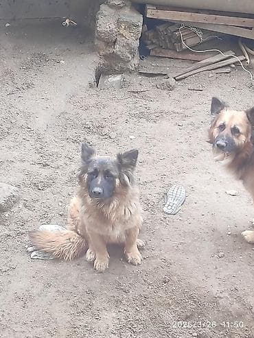 itler pitpul: Alman çoban iti — 4