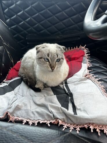 Kabrolar: Şotland yastı qulaq — 1