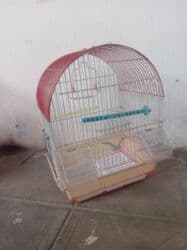 çardaq quşun yuvası: Papuqay və amadin üçün qəfəs. Real alıcı buyurub əlaqə saxlaya bilər — 3