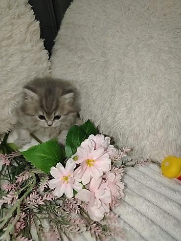 ev pişiyleri: Britan, Erkək, Dişi, Yaxşı əllərə, Ünvandan götürmə, Pulsuz çatdırılma, Ödənişli çatdırılma — 4