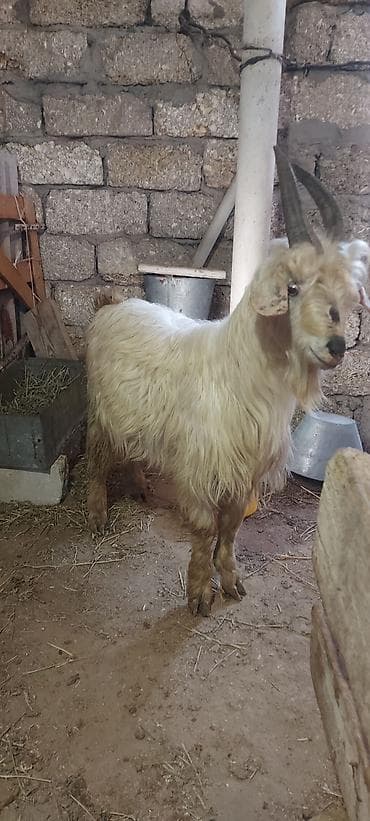 Çəpişlər.bir erkək bir dişi rayon çöl çəpişləridi 2 gündür arpaya