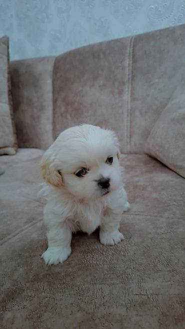 Gəmiricilər: Pekines, 2 ay, Dişi, Peyvəndli, Pulsuz çatdırılma — 10