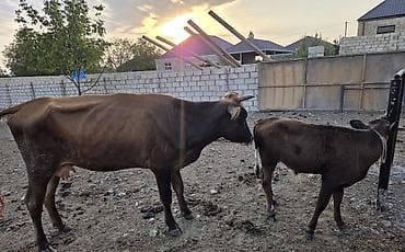 qaz bala: Satilir ana bala.2 ci qarindi.buzovu 3 ayliqdi erkekdi.4.5 lt yaxin — 3