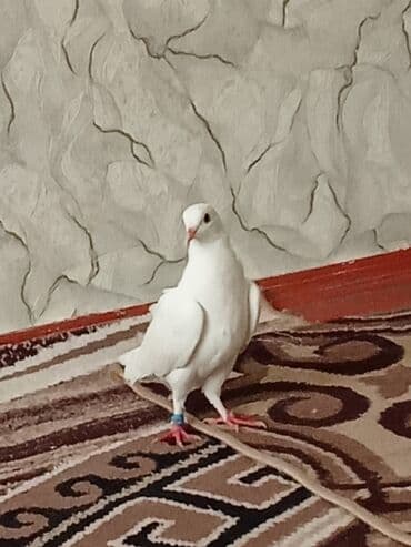 en iri it cinsi: Ağ göyərçin – ev quşu - Tam ağ lələk örtüyü, zərif quruluş - Qaşın — 1