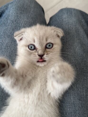 ən bahalı it cinsləri: Şotland yastı qulaq — 4