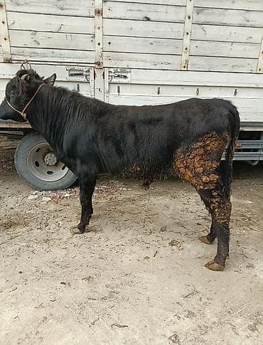 mal bazarı: Inəklər, öküzlər — 10