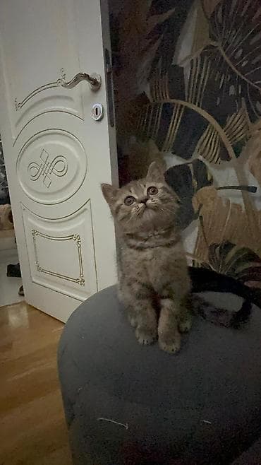 pisiyler: Şotland yastı qulaq — 7