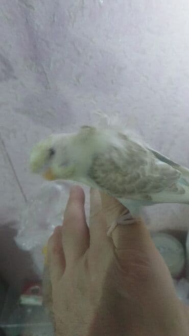 попугай ара цена: Попугаи — 30