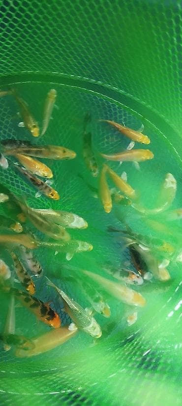 Koi, Sülhsevər, Ödənişli çatdırılma