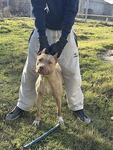 tap az heyvanlar: Pitbul, 1 il, Dişi, Peyvəndli, Ünvandan götürmə — 3