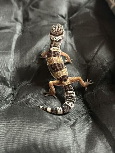 Toyota: 2 dişi qiymet 1ne aiddir . Cüt endirimli olacaq Növ: Leopard gekko — 3