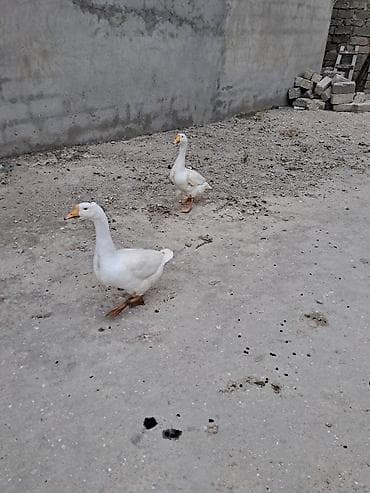 Erkək, Damazlıq — 3