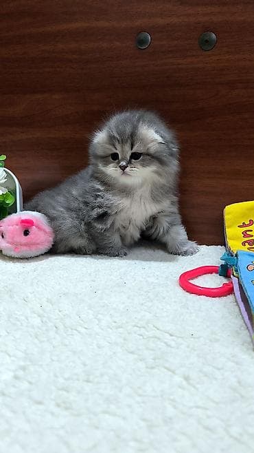 pişik cutleşdirmek: Şotland uzun tüklü — 2