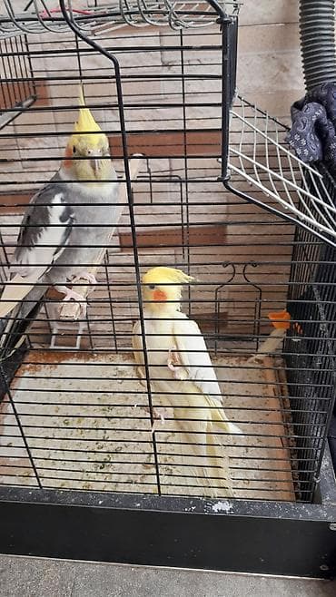 karella quş: Nimfa (cockatiel) cütlüyü və qəfəs - Növ: Nimfa (Nymphicus — 2