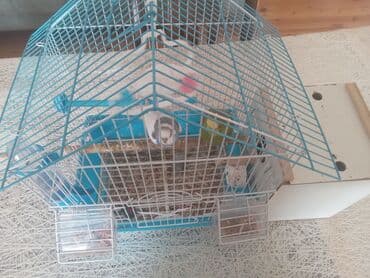 siam pişiyi qiyməti: Salam tecili satilir 50 manat yasil mavi erkeydi ele cixilar ag disidi — 3