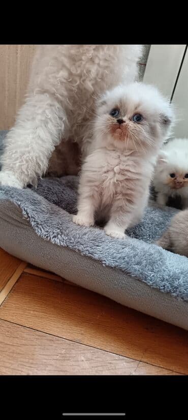 Toyota: Британская — 1