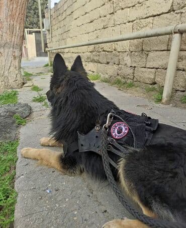 çoban iti satılır: Alman çoban iti, 1 il, Erkek, Peyvəndli, Ünvandan götürmə — 5