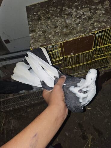 Bülbüllər: Müxtəlif rənglərdə iki göyərçin təklif olunur. Biri gənc, qəhvəyi, boz — 11