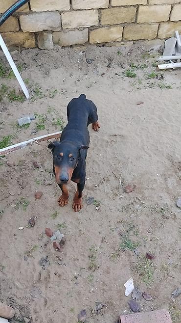 doberman balasi satilir: Doberman, Ünvandan götürmə — 2