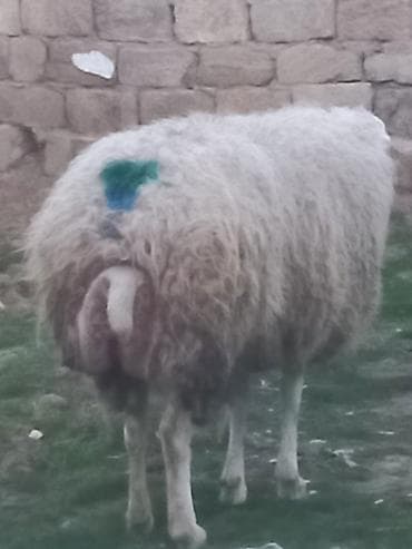 qoyun sortlari: Salam qoyunlar satılır 8dənə heyvandı cavan heyvanlardı tam sağlam — 7