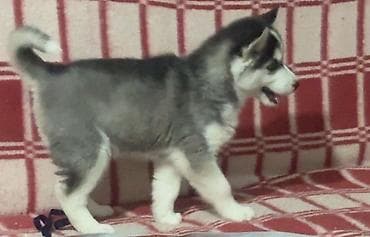 ucuz keci: Xaski, 3 ay, Dişi, Peyvəndli, Ünvandan götürmə — 3