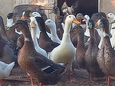 Salam ordekler saglamdi 2 kilodan artig cekisi gelir (Pekin-Yerli) lalafo.az -da Salam ordekler saglamdi 2 kilodan artig cekisi gelir (Pekin-Yerli)
