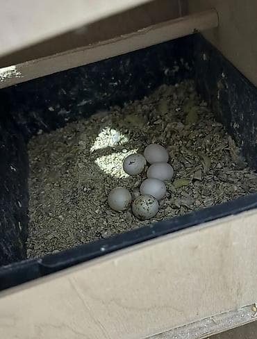 Öncelikle her kese salam deyerli insanlar👋🏻Hazır cüt temiz qan çexler