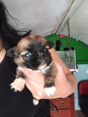 heyvanlara verilen xususi adlar: Balaca, oyuncaq ölçülü balalar – qısa burunlu, iri, parlaq gözlü və — 5