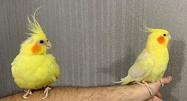 Korella hazır cütdü. En son keçen il bala almışam. Ondan sonra yuvanı — 6