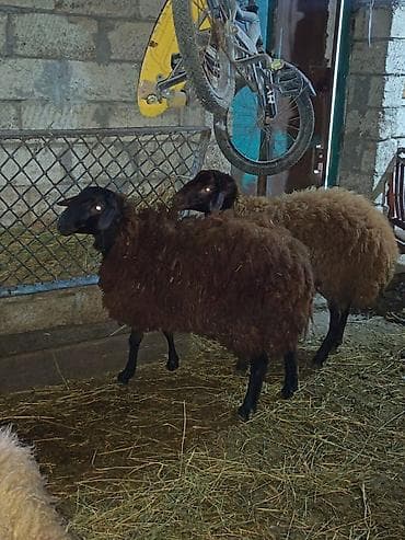 Qala cinsi 1 ilik qocdu 6 ayından sürür heyvan Əsil damazlıq heyvandı — 4