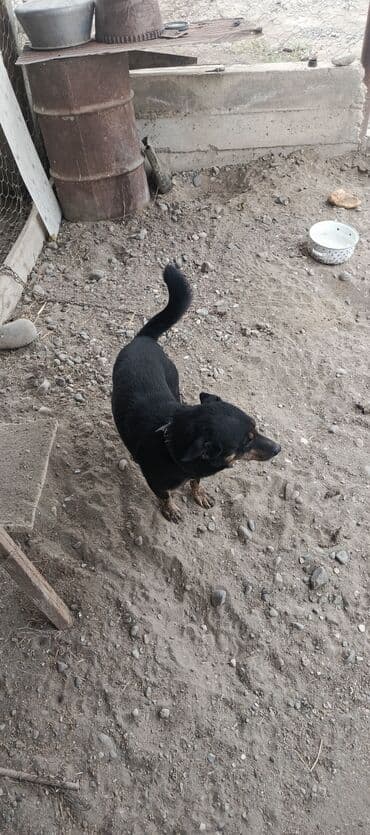 cins ineklerin satisi 2019: 2 il, Ödənişli çatdırılma — 3