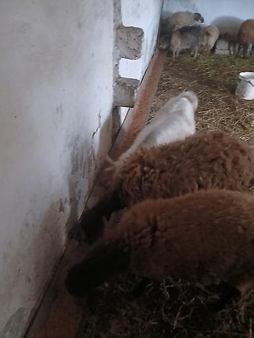 ucuz quzu: Iki baş qala cinsi ekizdilər 11 ayLlqdlLar qiymet birine aiddir.qoc — 7