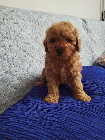 it itib: Pudel, 2 ay, Erkek — 4