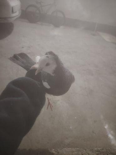 Heyvanlar üçün mallar: Ag bas maya — 1