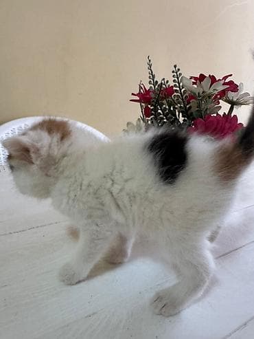 ucuz bala pişiklər: Yaxşı əllərə — 4