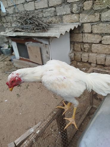 beca xoruz: Cinsi yapondu 8 ci ayindadi hele teze ayilir tam saglam heyvandi — 2