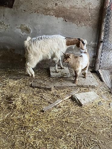 helep: Ana bala heleb balasi erkeydi — 6