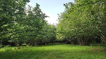 torpaq buzovna: 65 sot, Kənd təsərrüfatı, Mülkiyyətçi, Kupça (Çıxarış), Müqavilə — 4