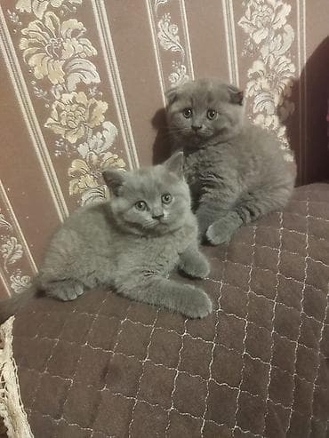Кошки: Шотладская вислоухая — 4