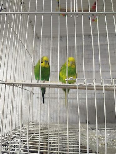 qəfəs: Bir cut papuqaydi yuva qizdirir birdəfə bala alinib 7 bala verib — 3