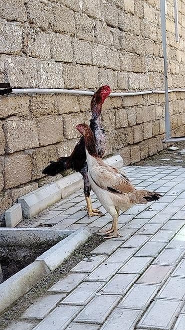 Toyuq, Damazlıq lalafo.az -da Toyuq, Damazlıq