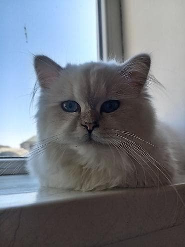 pişiy adlari: Ağ rəngli, uzun tüklü pişik – yumşaq, ipək kimi xəz, mavi gözlər və — 1