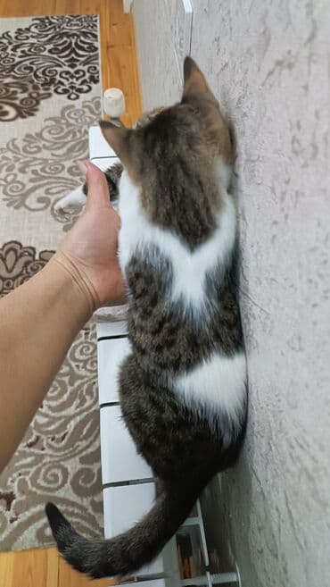 pişik erkek: Tabbi, Yaxşı əllərə — 2