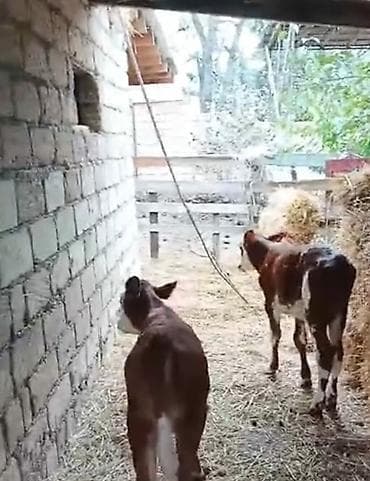 Toyuqlar: Məhsul: Dana (2 baş) Təsvir: iki ədəd sinental . 1 erkek. 1 dişi — 2