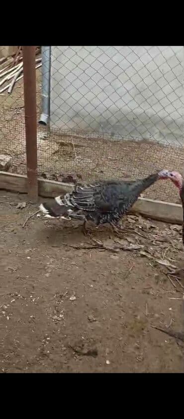 Audi: Самка, Для разведения, Самовывоз — 3