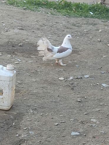 Akvariumlar: Satılır 10m gence — 1