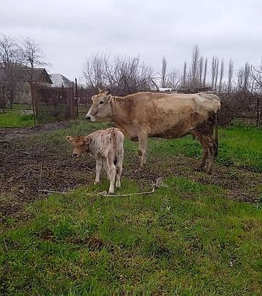 rengli baliqlar: Satılır: inək və buzov (ana-bala) sakit saglam lazm olsa vidyo ataram — 1